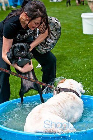 Dog Bowl 2010-25