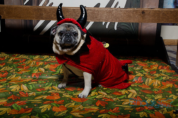 PugOween-3