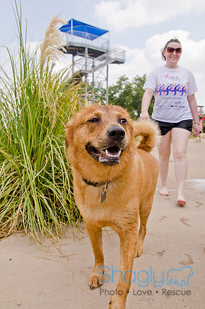 Wags and Waves 2011-298