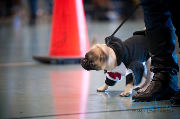 PugOWeen-2810