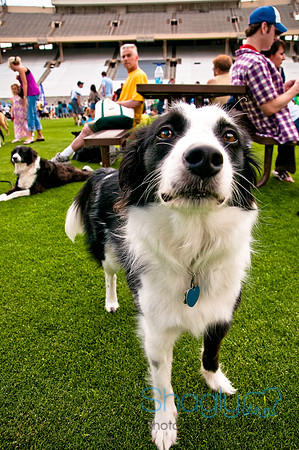 Dog Bowl 2010-98