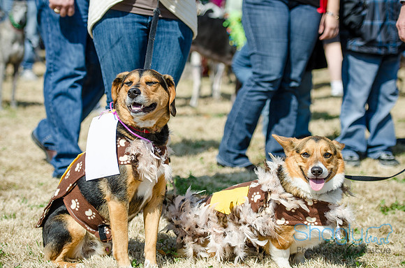 Krewe of Barkus 2012-52