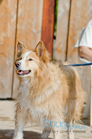 Wags and Waves 2011-504