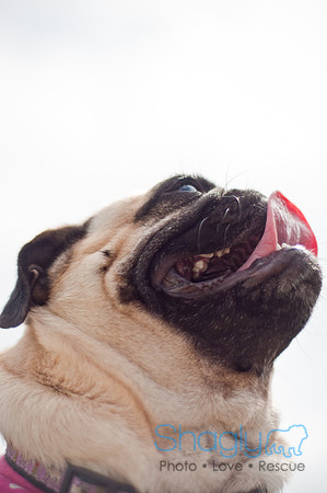 Pug Love Fun Run-209
