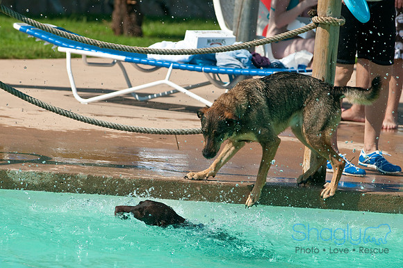 Wags and Waves-122