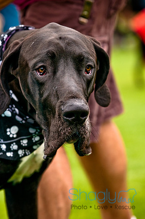 Dog Bowl 2010-47