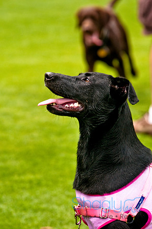 Dog Bowl 2010-28