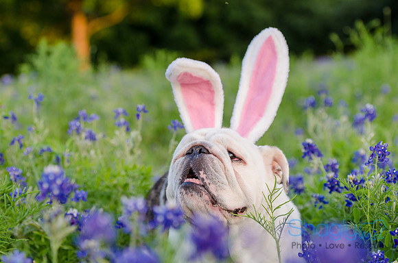 Bluebonnets Pug and Bulldog-54