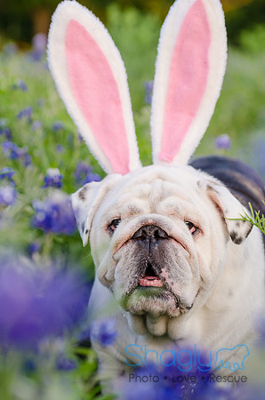 Bluebonnets Pug and Bulldog-56
