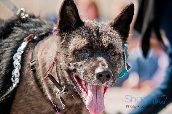 Krewe of Barkus 2011-80