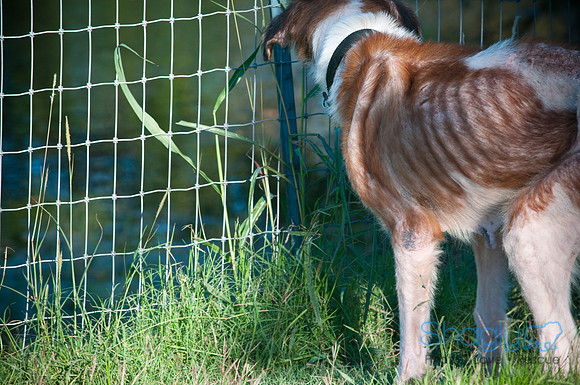 St.Clouds Rescue-0441