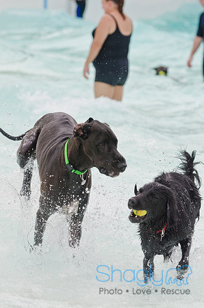 Wags and Waves 2011-164