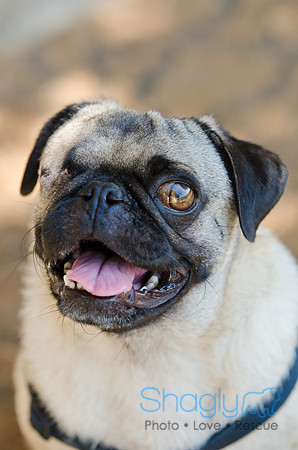 Shagly Photography-DFW Pug Rescue-2