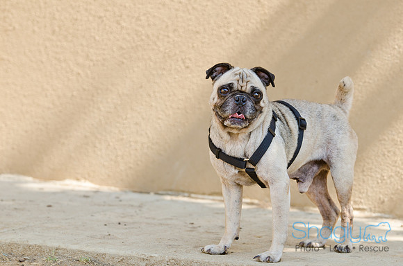 Shagly Photography-DFW Pug Rescue-14