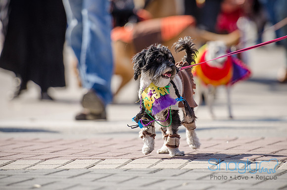 Krewe of Barkus 2012-246