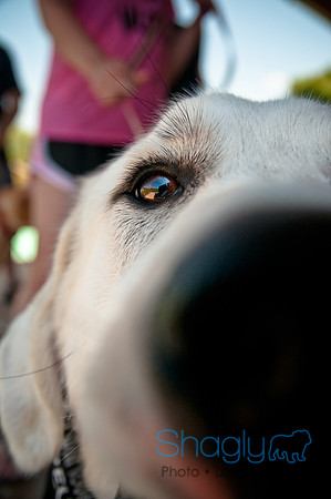 Wags and Waves-338
