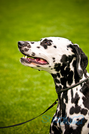 Dog Bowl 2010-72