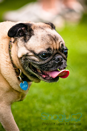Dog Bowl 2010-91