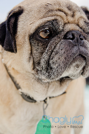 Wags and Waves 2011-325