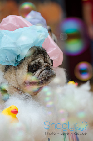 PugOween-175
