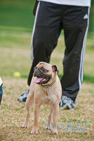 Pug Love Fun Run-110
