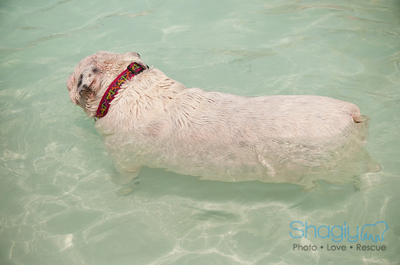 Wags and Waves-486