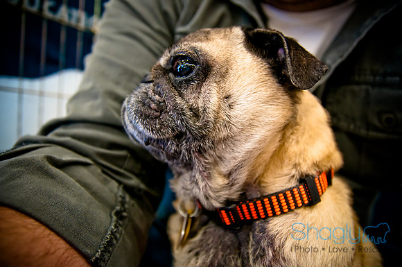 DFW Pug Rescue-21