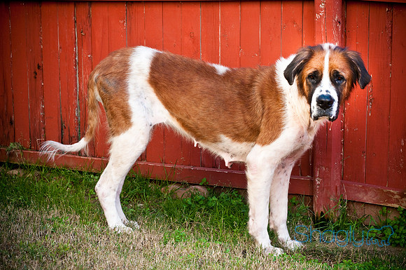 St.Clouds Rescue-2608