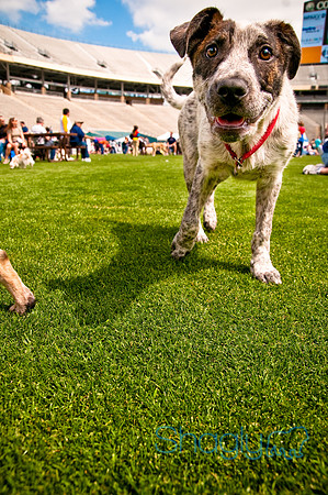 Dog Bowl 2010-104
