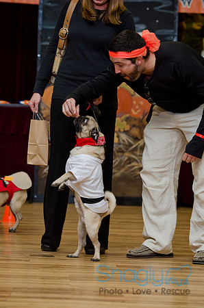 PugOween-147