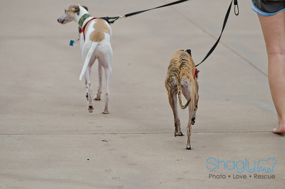 Wags and Waves 2011-30