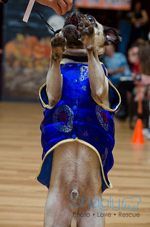 PugOween-85