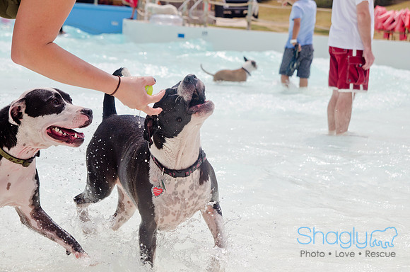 Wags and Waves 2011-286