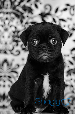 Baby Puggy Project-27