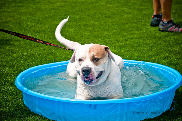 Dog Bowl 2010-24