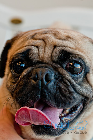 DFWpugrescue-liveattheboardingbugalow-9