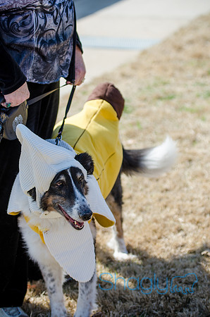 Krewe of Barkus 2012-97