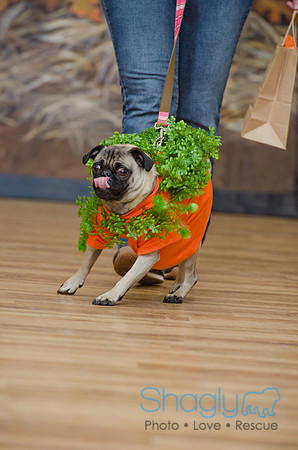 PugOween-139