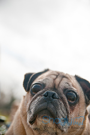 Pug Love Fun Run-262