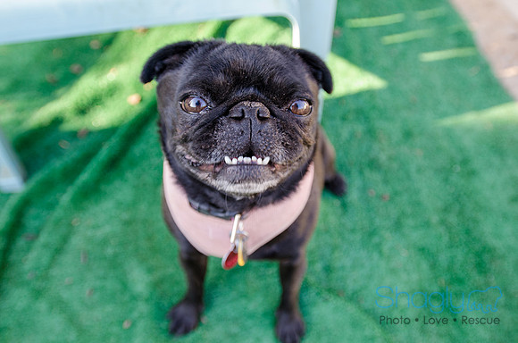 The Boarding Bungalo Pugs-19
