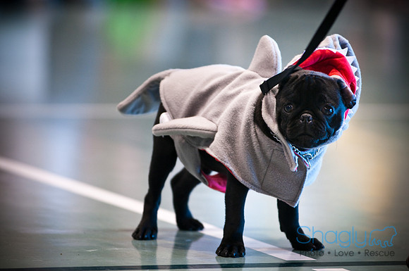 PugOWeen-2936