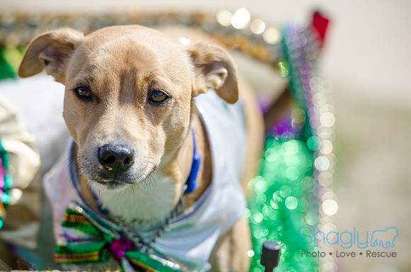 Krewe of Barkus 2012-98