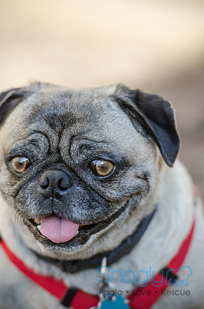 DFW Pug Rescue Boarding Bungalow-16