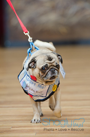 PugOween-17