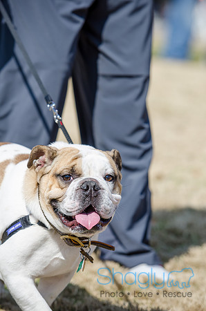 Krewe of Barkus 2012-146