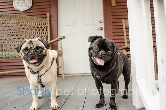Pug-8
