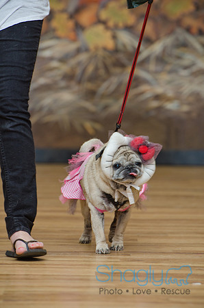 PugOween-163