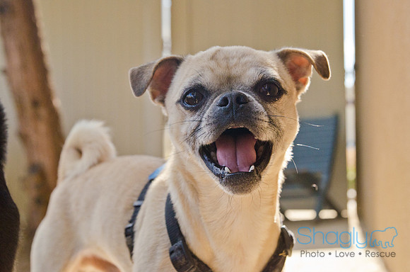 DFW Pug Rescue-Boarding Bunagalow-4