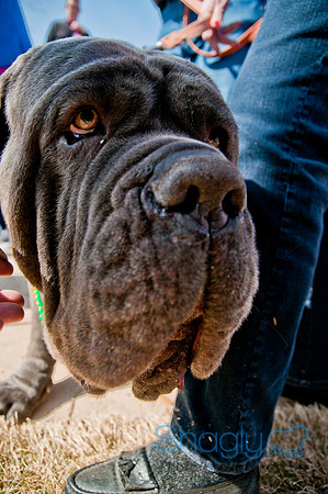 Krewe of Barkus 2011-150