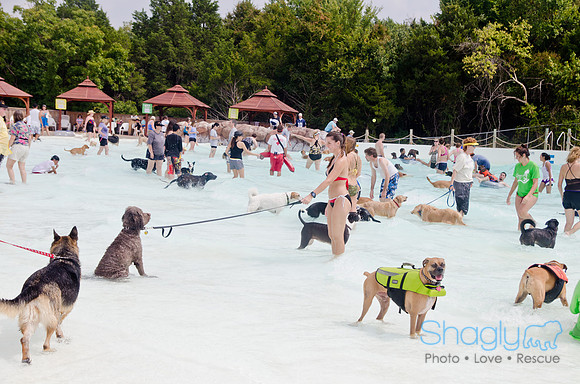 Wags and Waves 2011-277
